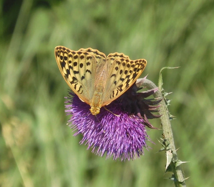 Argynnis pandora - zöldes gyöngyházlepke