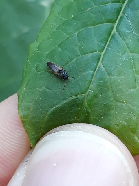 Adrastus rachifer - közönséges cserjepattanó