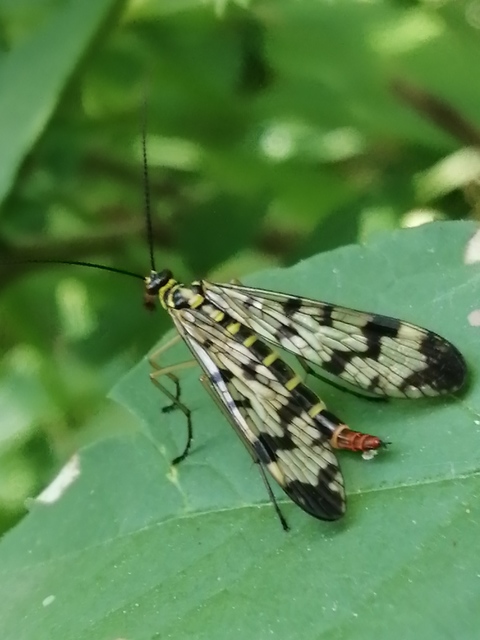 Panorpa vulgaris