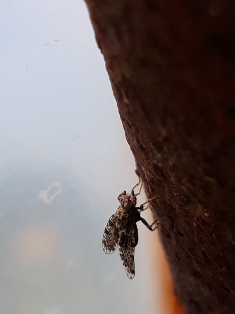 Callopistromyia annulipes - pávalégy