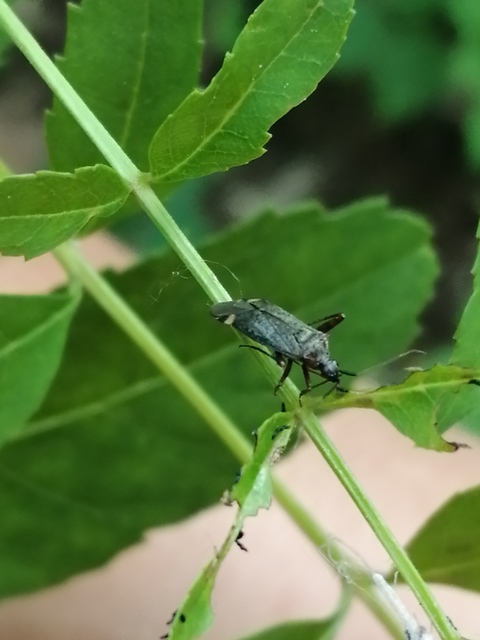 Closterotomus fulvomaculatus - komlópoloska Closterotomus fulvomaculatus - komlópoloska
