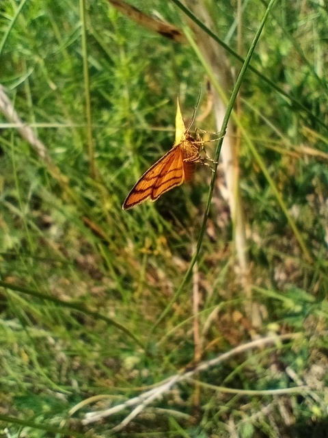 Idaea aureolaria - aranyos sávosaraszoló