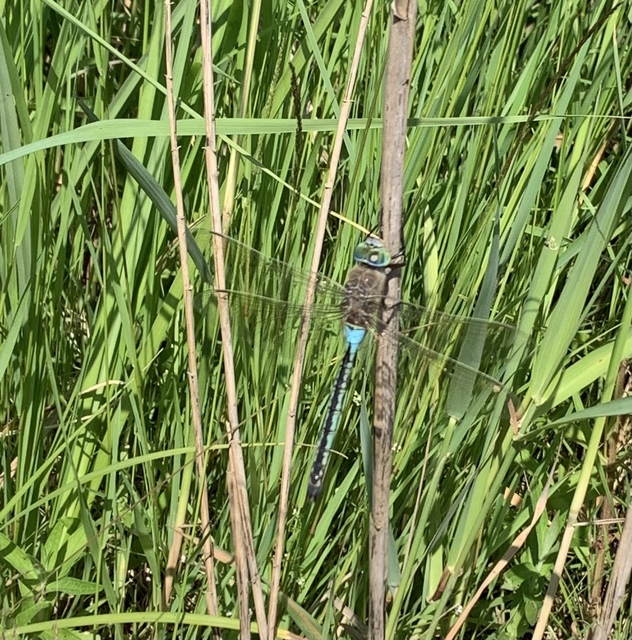 Anax parthenope - barna óriásacsa