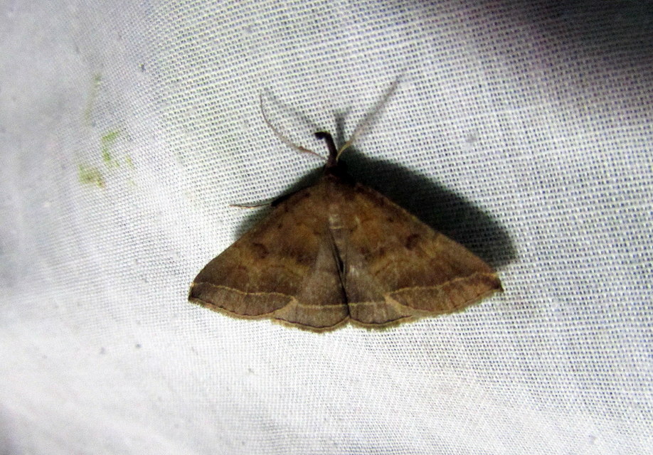 Pechipogo plumigeralis - tollascsápú karcsúbagoly