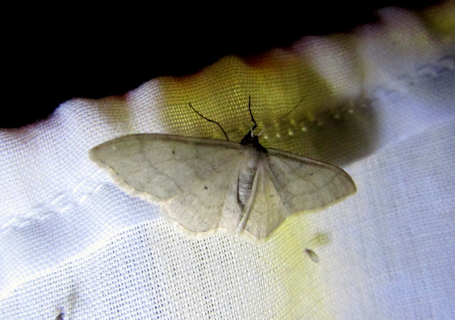 Idaea straminata - szalmasárga sávosaraszoló