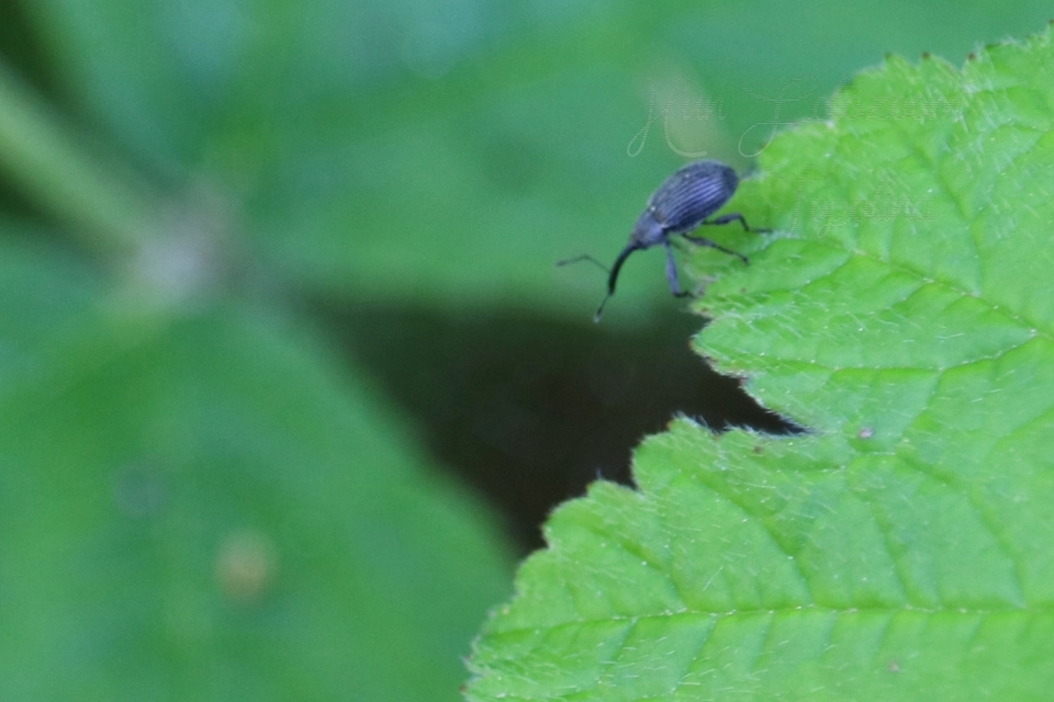 Anthonomus rubi - szamóca-bimbólikasztó Anthonomus rubi - szamóca-bimbólikasztó