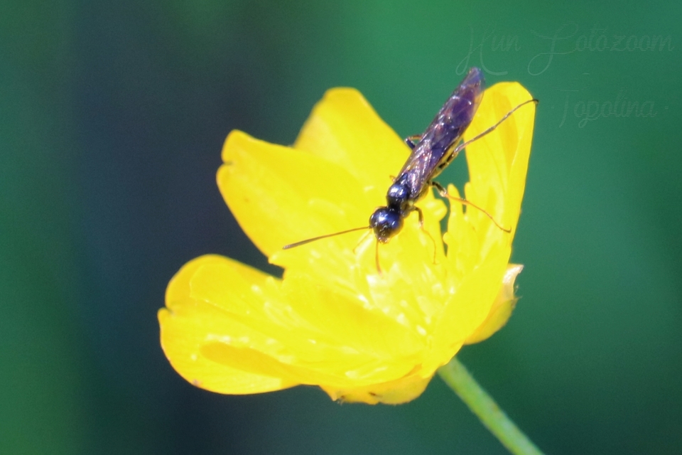 Cephidae - szalmadarazsak