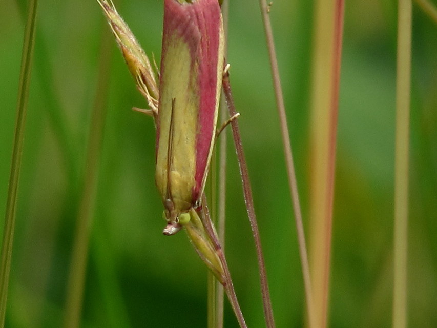 Oncocera semirubella - lucernamoly