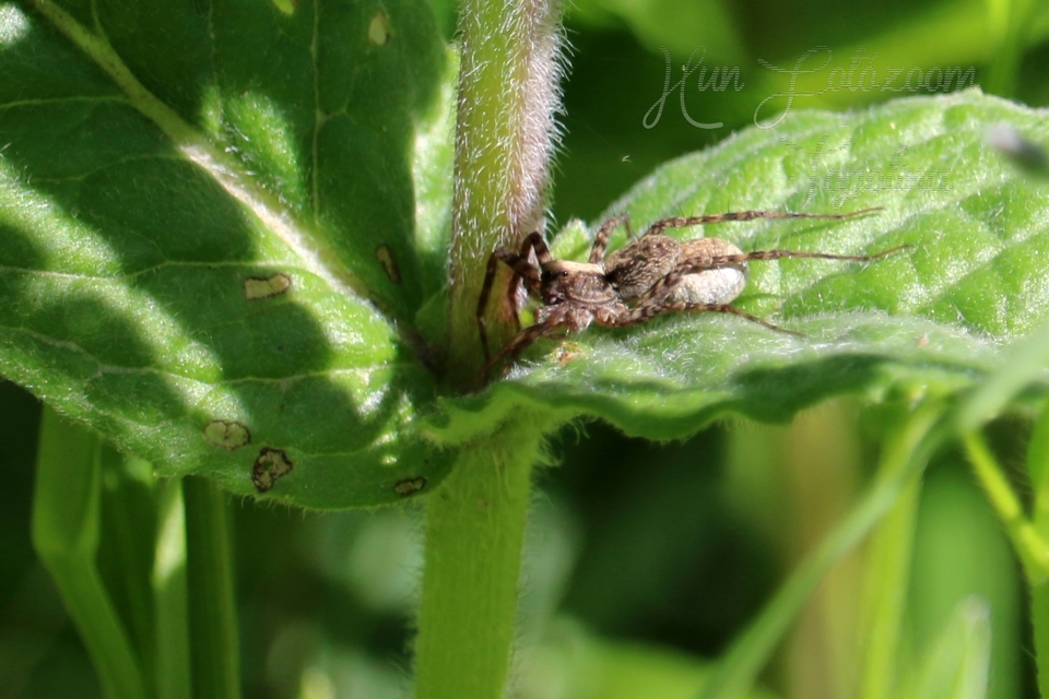 Pardosa alacris/lugubris