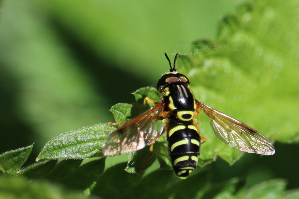 Chrysotoxum