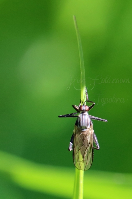Rhamphomyia