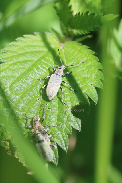 Phyllobius pomaceus - csalán-levélormányos