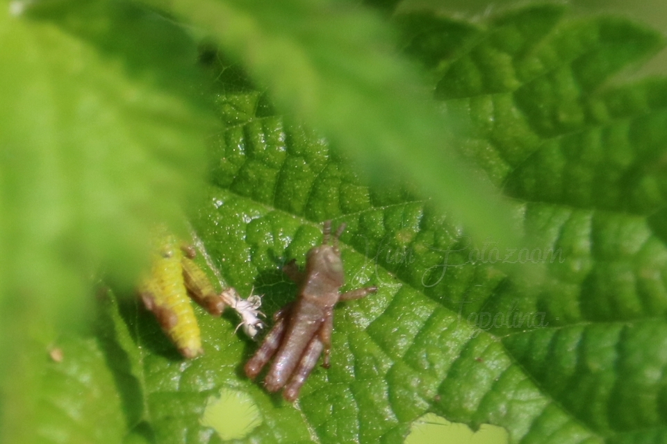 Odontopodisma decipiens - déli hegyisáska