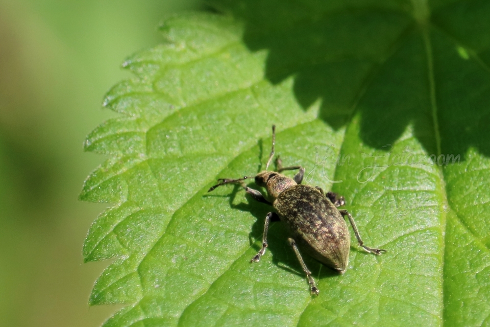 Phyllobius pomaceus - csalán-levélormányos