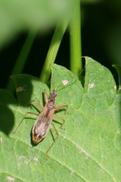 Nabis rugosus - foltoslábú tolvajpoloska