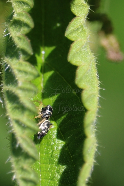Heliophanus