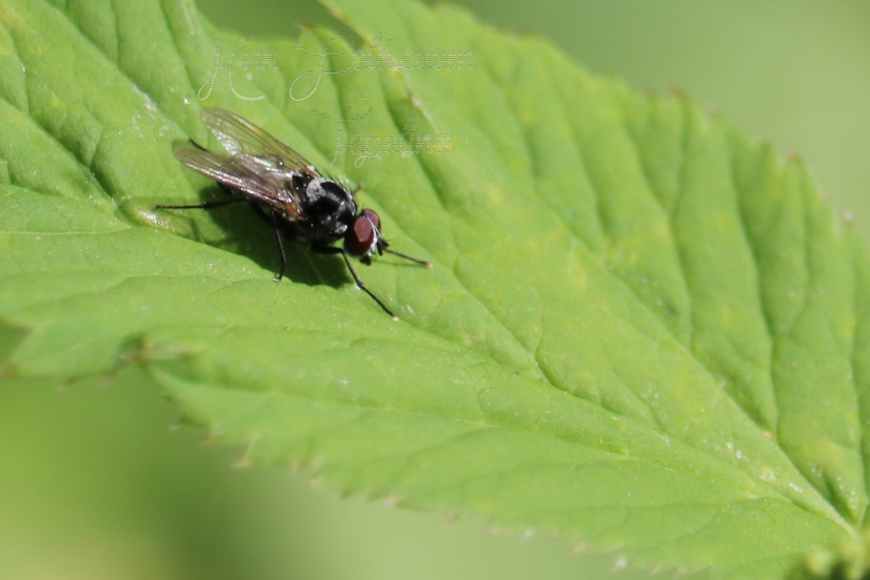 Anthomyia procellaris
