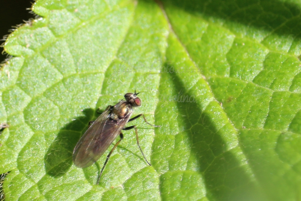 Dolichopodidae - szúnyoglábú legyek