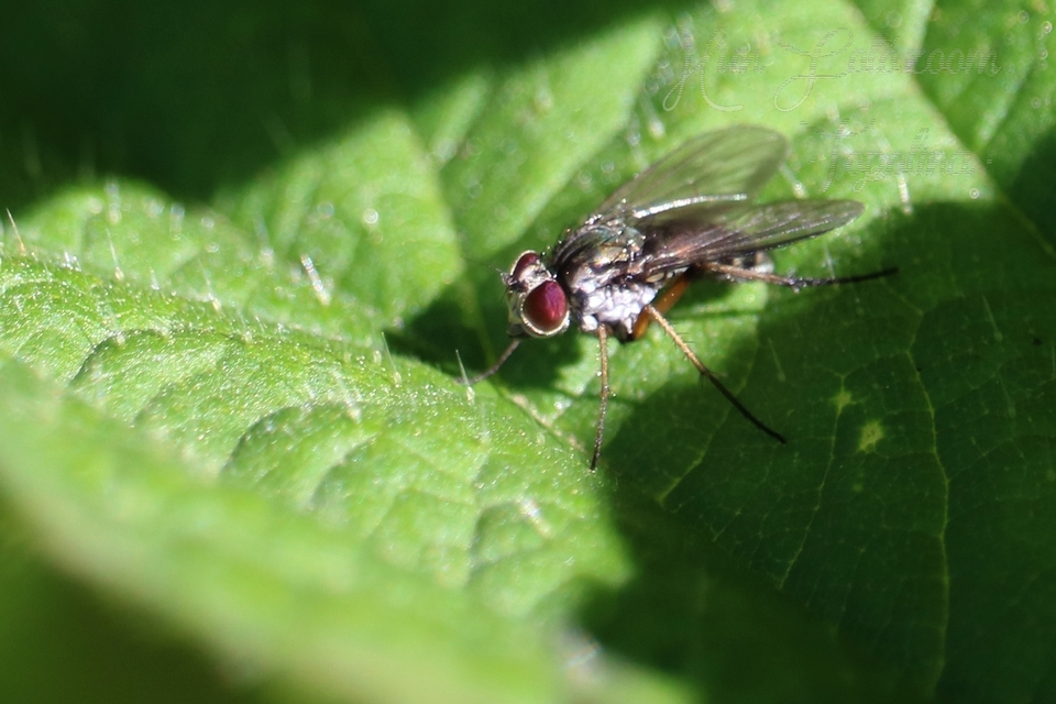 Dolichopodidae - szúnyoglábú legyek