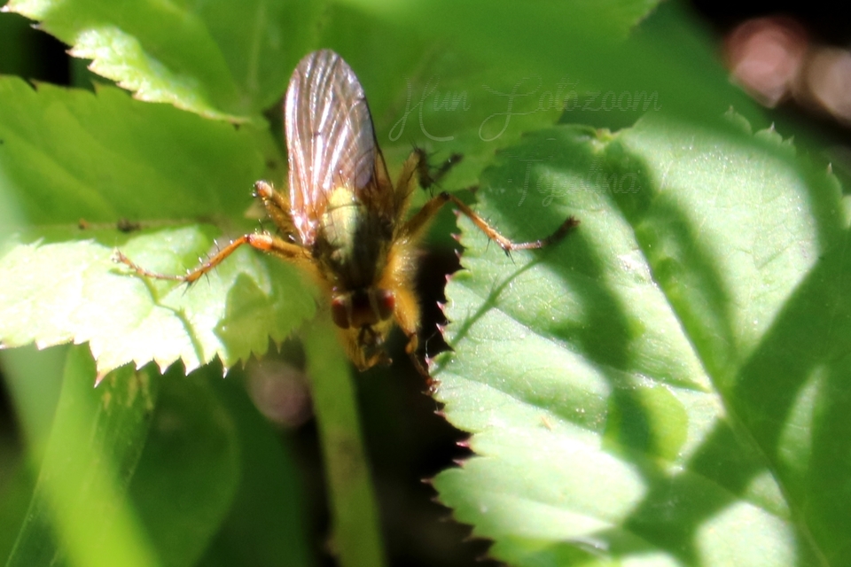 Scathophaga stercoraria - közönséges trágyalégy