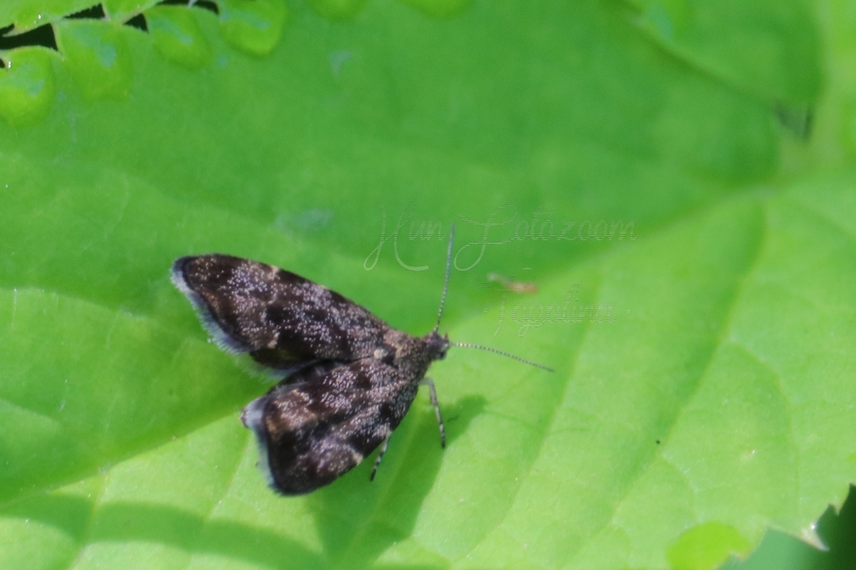 Anthophila fabriciana - lápréti levélmoly