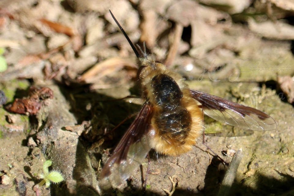 Bombylius major - szegélyes pöszörlégy