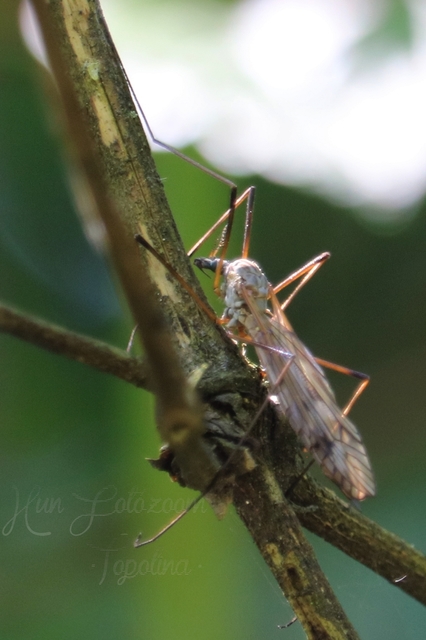 Tipula