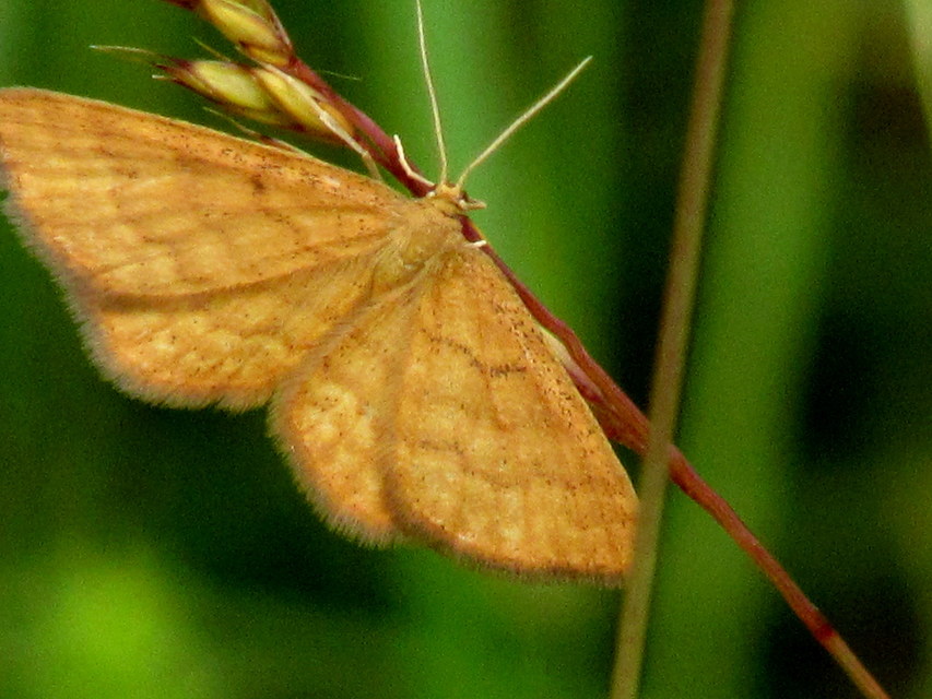 Idaea serpentata - kis sávosaraszoló
