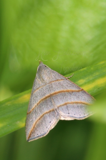 Colobochyla salicalis - háromsávos törpebagoly