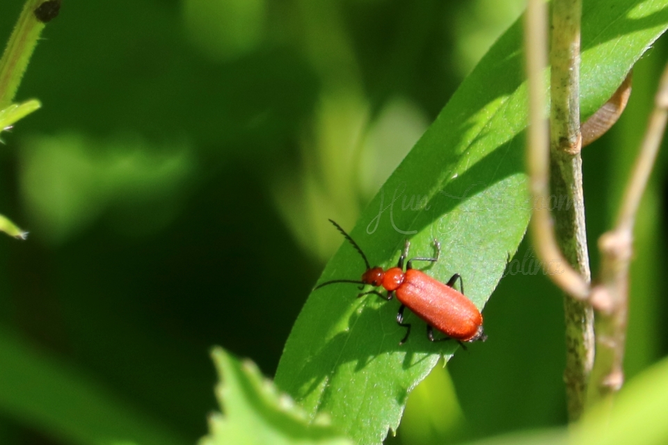 Pyrochroa serraticornis - közép-bíborbogár