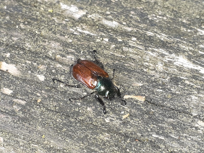 Phyllopertha horticola - kerti szipoly
