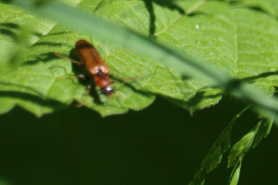 Denticollis linearis - dülledtszemű pattanó