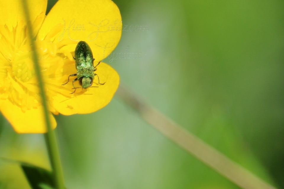 Anthaxia nitidula - ragyogó virágdíszbogár