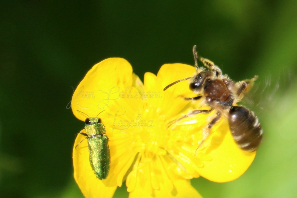 Anthaxia nitidula - ragyogó virágdíszbogár