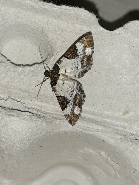 Melanthia procellata - hullámos tarkaaraszoló