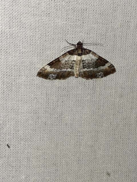 Melanthia procellata - hullámos tarkaaraszoló