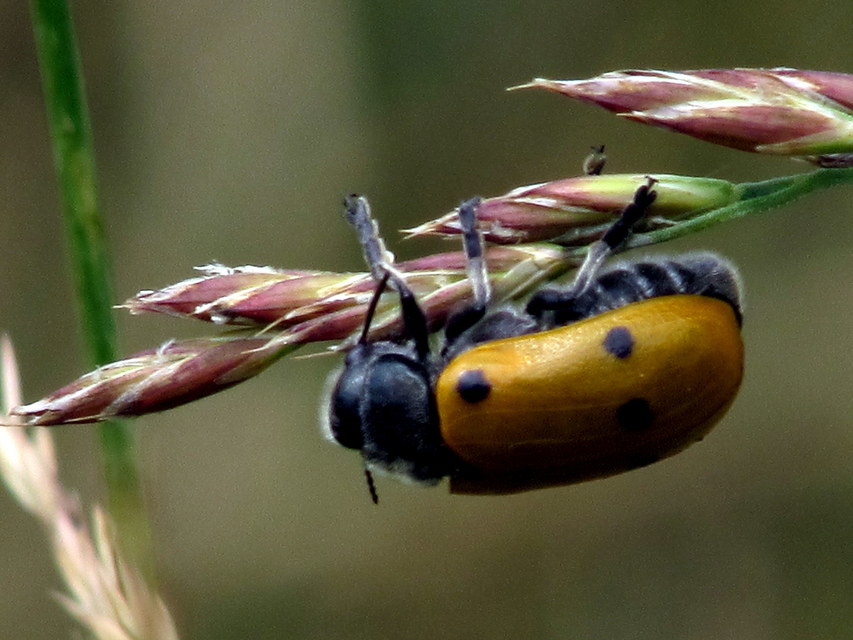 Lachnaia sexpunctata - szőrösnyakú zsákhordóbogár