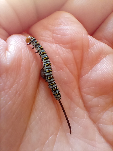 Shargacucullia gozmanyi/scrophulariae/verbasci