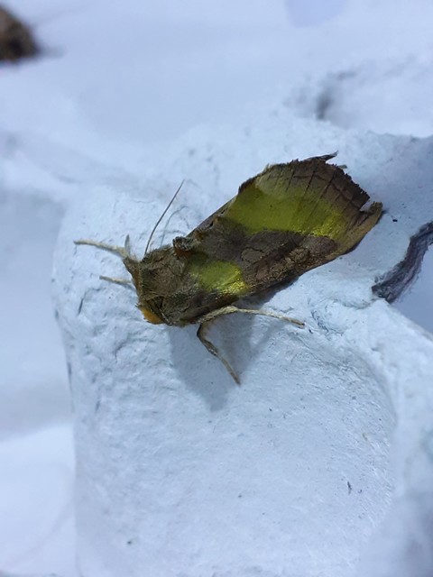 Diachrysia chrysitis - aranybagoly