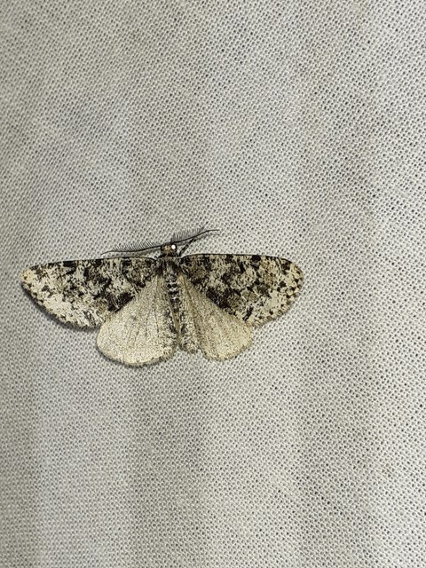 Fagivorina arenaria - bükkfaaraszoló