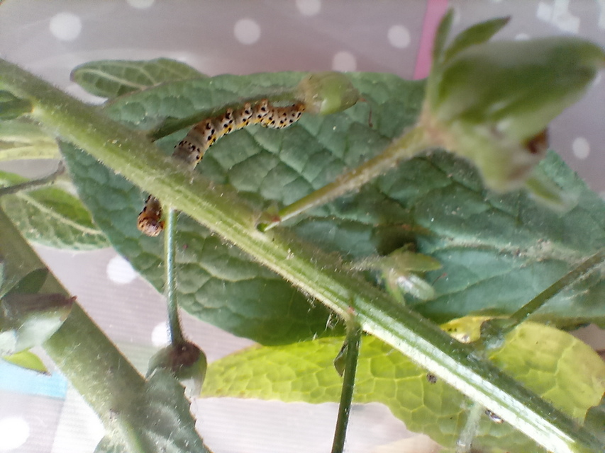 Shargacucullia gozmanyi/scrophulariae/verbasci