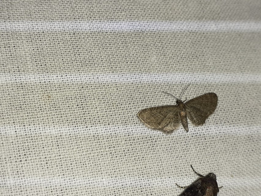 Eupithecia plumbeolata - ólomszínű törpearaszoló