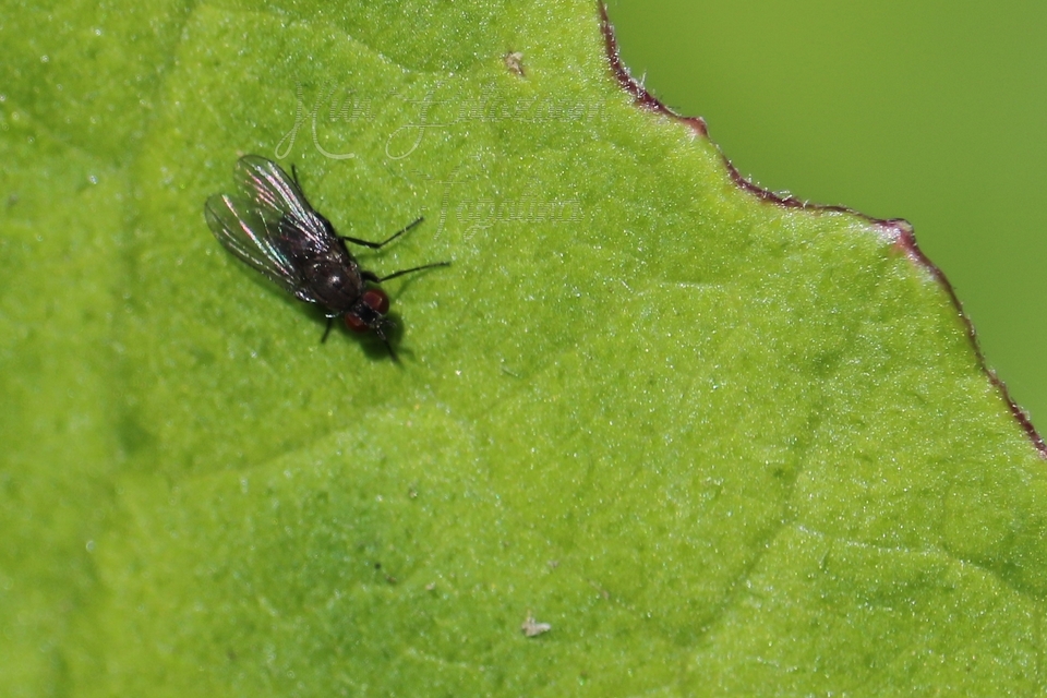 Coenosia agromyzina