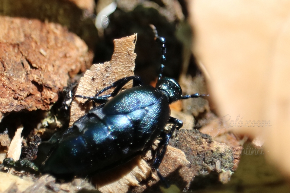 Meloe violaceus - kék nünüke