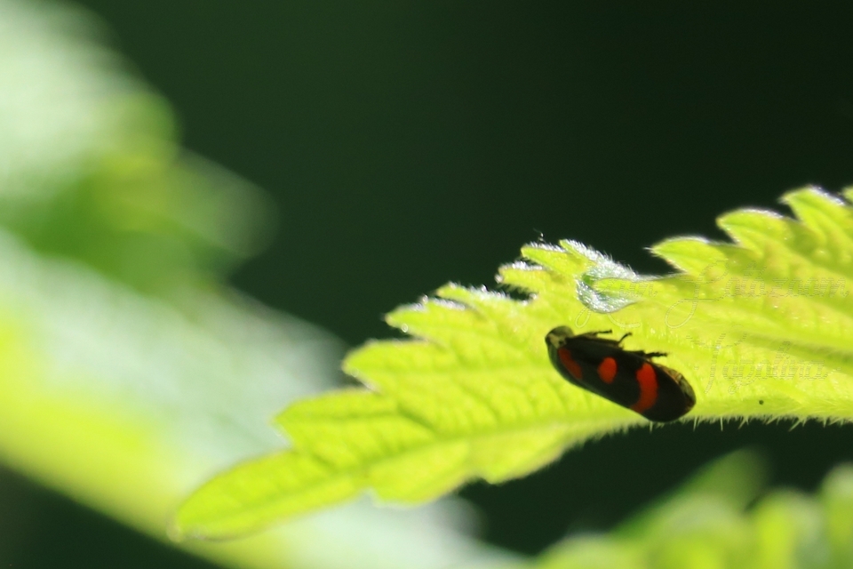 Cercopis