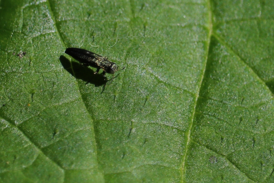 Agrilus