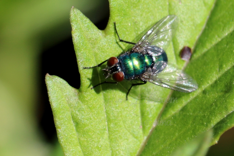 Lucilia