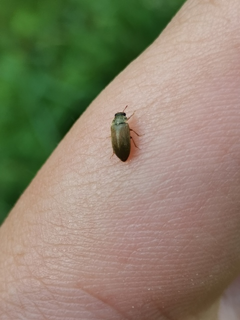 Byturus tomentosus