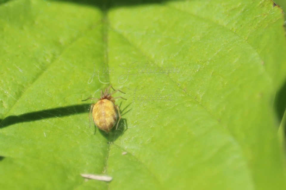 Nigma flavescens - vöröslő hamvaspók