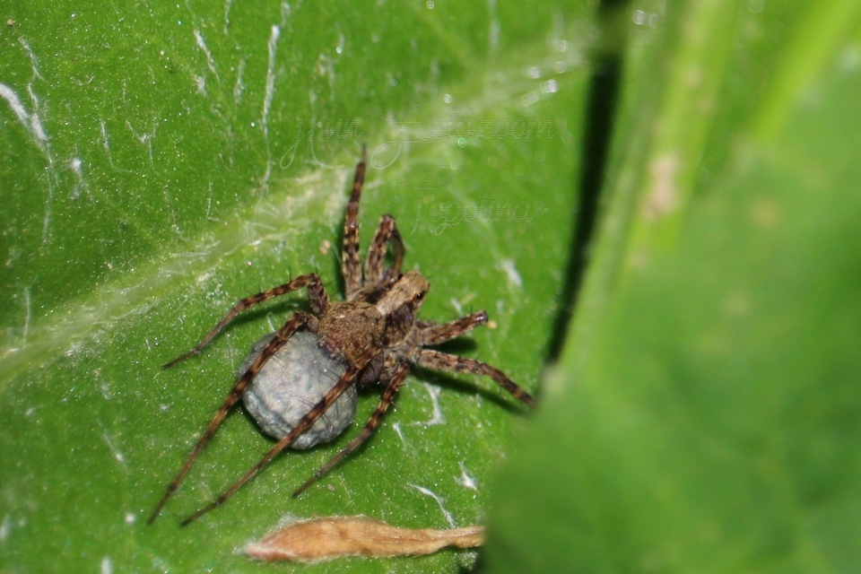 Pardosa alacris/lugubris